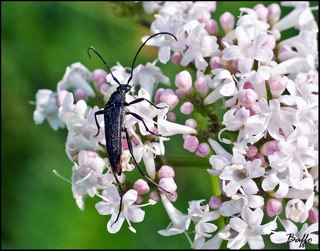 Stenopterus Ater ? No. Stenurella nigra